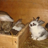 Koliko traje trudnoća kod kunića i kako se poroditi?